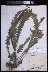 Goniopteris sclerophylla image