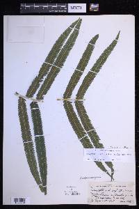 Pelazoneuron albicaule image