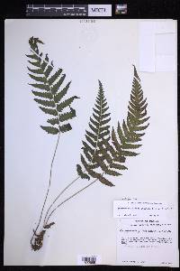 Leptogramma pilosa image