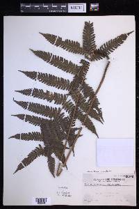 Mesophlebion crassifolium image