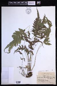 Amblovenatum opulentum image