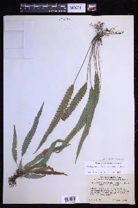 Goniopteris francoana image