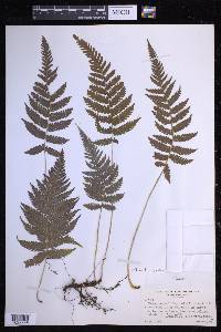 Steiropteris clypeolutata image