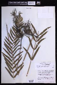 Cyclosorus interruptus image