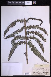 Steiropteris decussata image