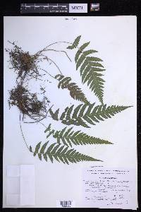 Leptogramma pilosa image