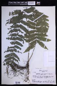 Steiropteris leprieurii image