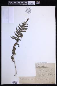 Christella subpubescens image