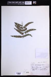 Amauropelta muzensis image