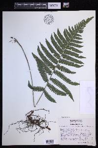 Leptogramma pilosa image