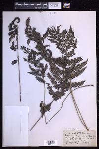 Steiropteris clypeolutata image