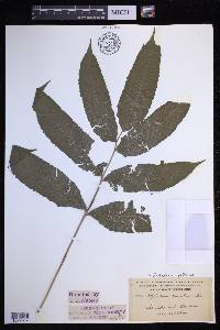 Goniopteris poiteana image