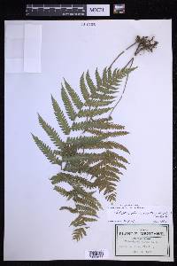 Leptogramma pilosa image