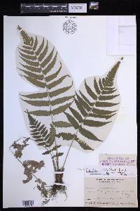 Thelypteris dentata image