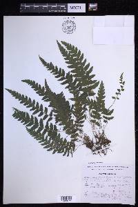 Leptogramma pilosa image