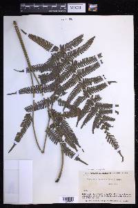 Steiropteris leprieurii image