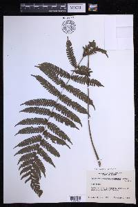 Steiropteris leprieurii image