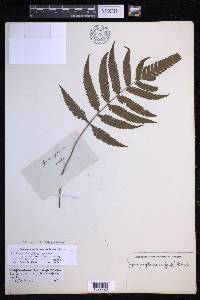 Steiropteris polypodioides image