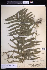 Thelypteris dentata image
