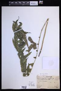 Thelypteris dentata image