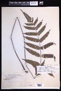 Mesophlebion crassifolium image