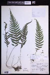 Leptogramma pilosa image