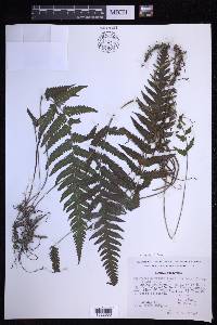 Leptogramma pilosa image