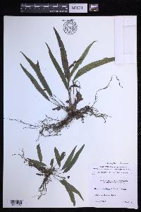 Goniopteris francoana image