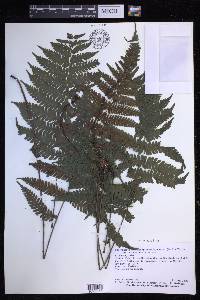 Steiropteris leprieurii image