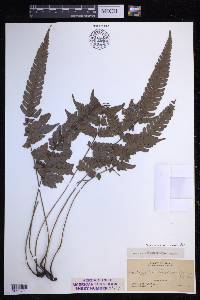 Steiropteris lonchodes image