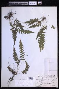 Leptogramma pilosa image