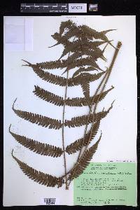 Mesophlebion crassifolium image