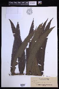 Chingia ferox image