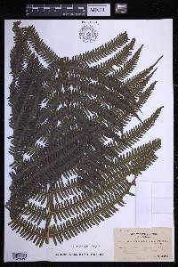 Glaphyropteridopsis erubescens image