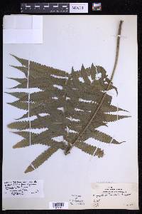 Reholttumia truncata image