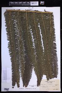 Glaphyropteridopsis erubescens image