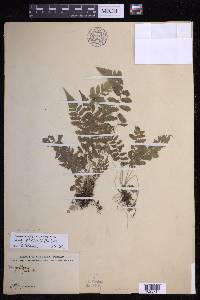 Reholttumia truncata image