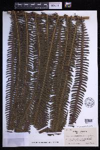 Glaphyropteridopsis erubescens image