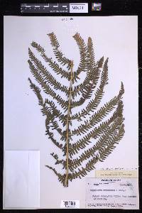 Glaphyropteridopsis erubescens image