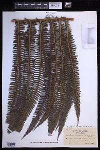 Glaphyropteridopsis erubescens image