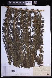 Glaphyropteridopsis erubescens image