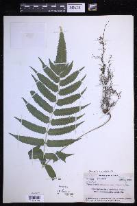 Christella subpubescens image