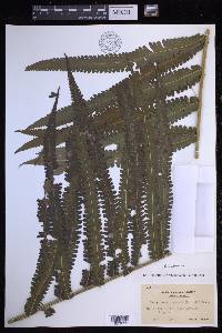 Reholttumia truncata image