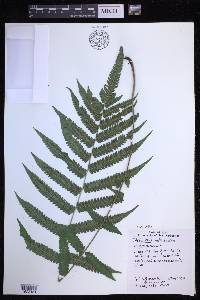 Christella subpubescens image