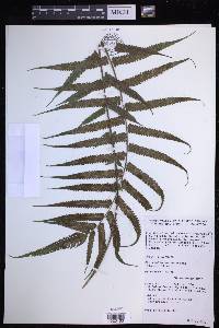 Christella subpubescens image