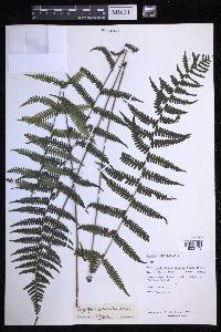 Coryphopteris arthrotricha image