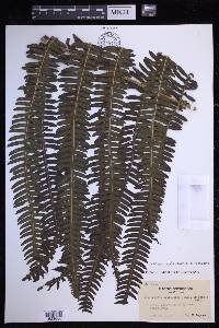 Glaphyropteridopsis erubescens image