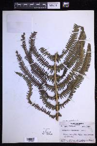 Glaphyropteridopsis erubescens image