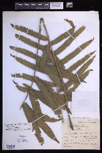 Reholttumia truncata image