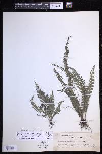 Pronephrium aoristisorum image